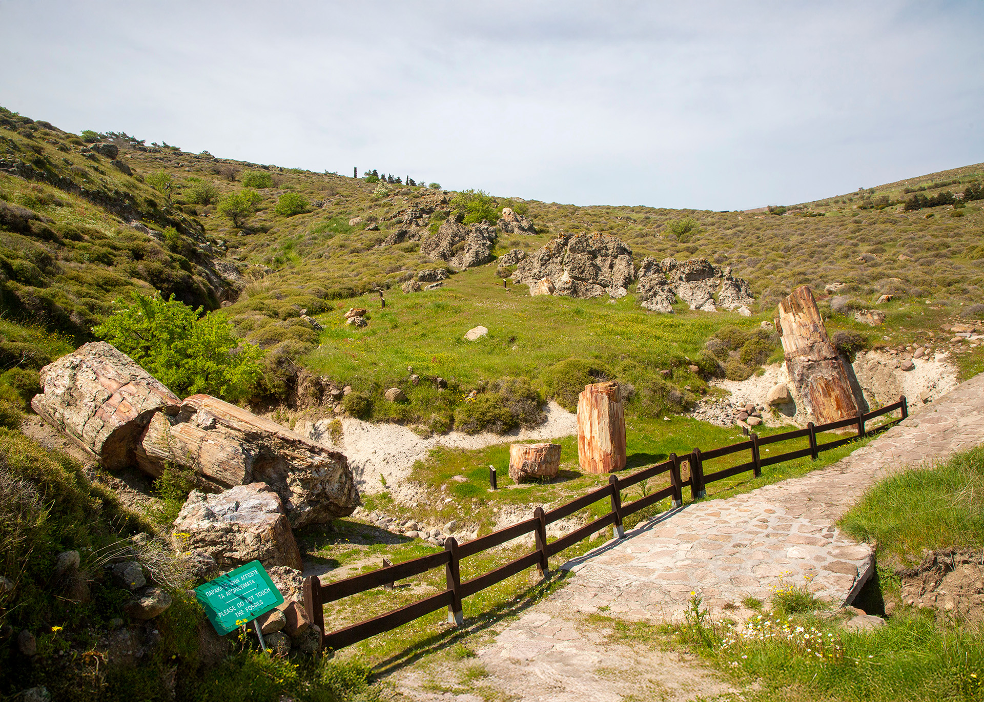 dorieuscc_geokratis-2026_greek-geography_image-forest-stone